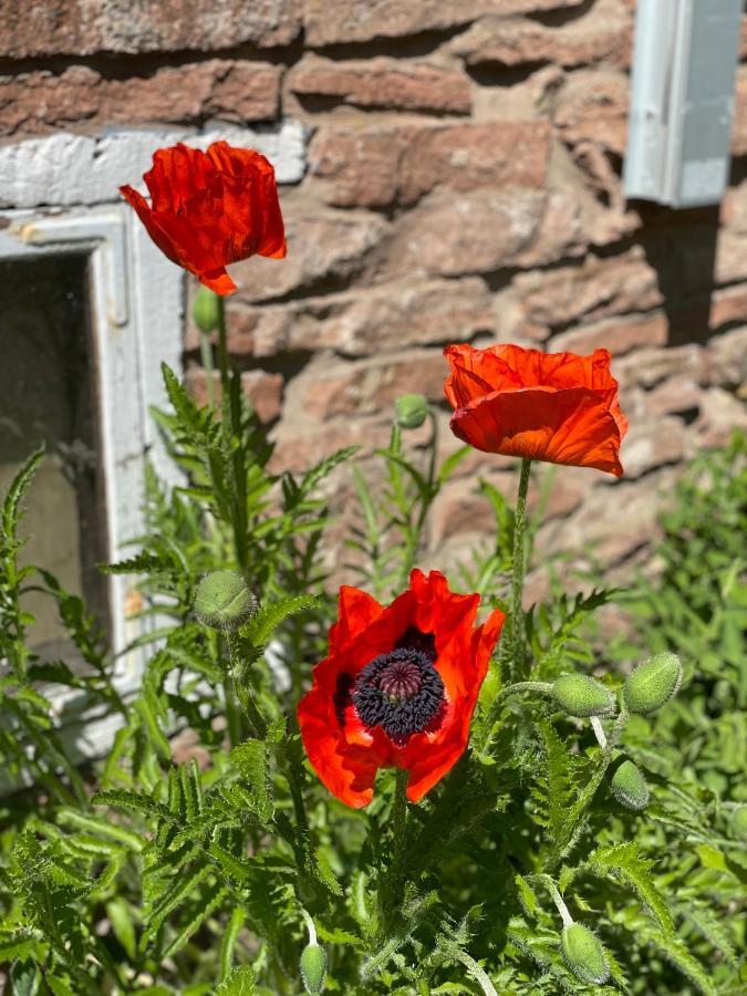 Rosenfors Herrgard B&B Боргхольм Экстерьер фото